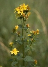 big_25960822_0_219-300